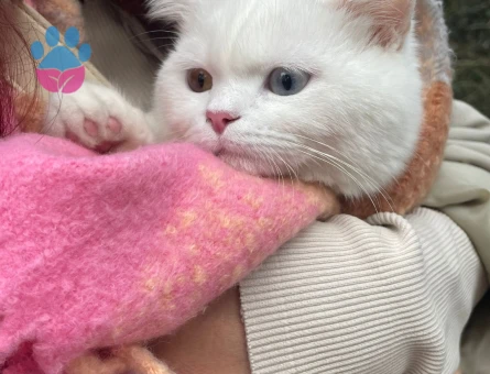 British Shorthair Yakışıklı Oğluma Eş Arıyorum