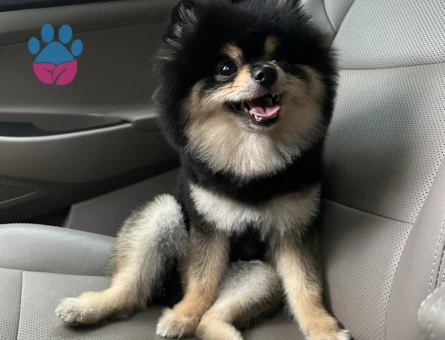 Pomeranian Cinsi Köpeğime Eş Arıyorum