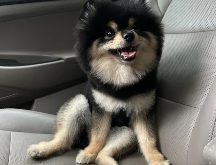 Pomeranian Cinsi Köpeğime Eş Arıyorum - 118966989