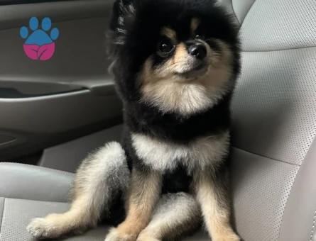 Pomeranian Cinsi Köpeğime Eş Arıyorum
