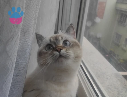 British Kızıma Acil eş arıyoruz