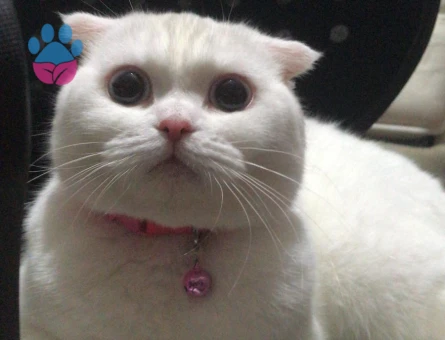 DÜZCE'DE PAMUK HANIMA EŞ ARIYORUZ