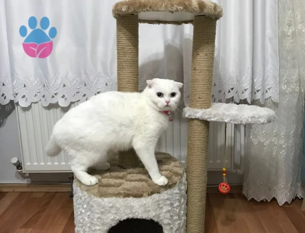 DÜZCE'DE PAMUK HANIMA EŞ ARIYORUZ