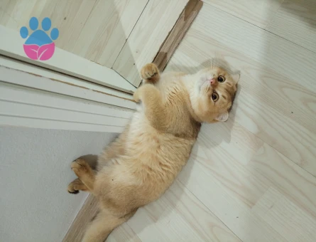 Scottish golden cinsi oğluma eş ariyoorum