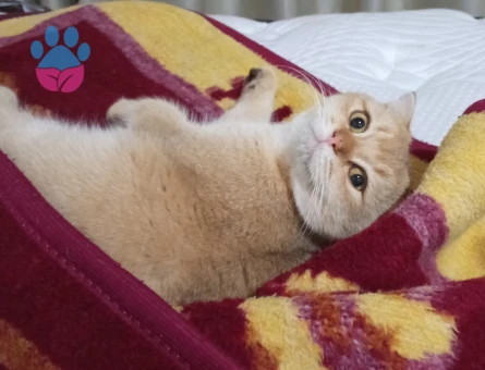 Scottish golden cinsi oğluma eş ariyoorum