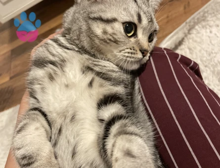 9 Aylık dişi British