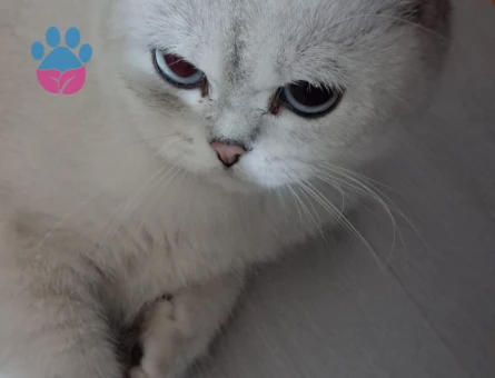 Kızımıza eş ariyoruz