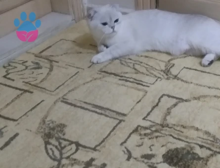 Kızımıza eş ariyoruz