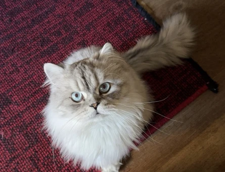 Luca'ya Chinchilla eş arıyoruz - 118976591