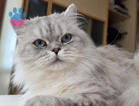 Luca'ya Chinchilla eş arıyoruz