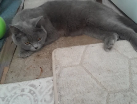 Brtish shorthair dişi kedime eş - 118976592