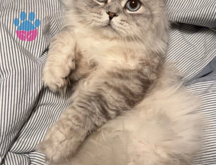 Luca'ya Chinchilla eş arıyoruz