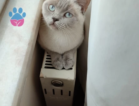 DİŞİ KEDİM EŞ ARIYORUM