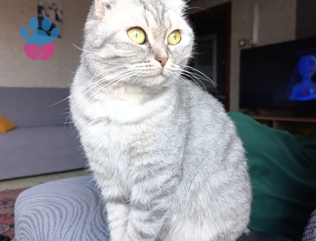 Scottish Fold Güzel kızım acil eş arıyor