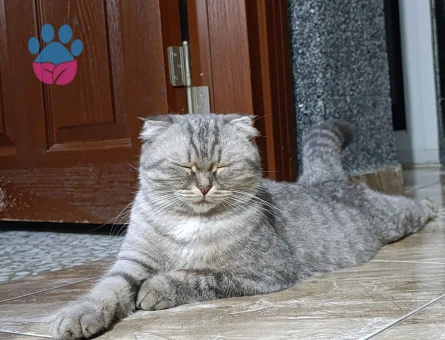 Scottish Fold Güzel kızım acil eş arıyor