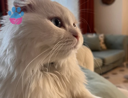 Scottish Longhair 9 aylık