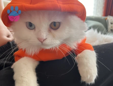 Scottish Longhair 9 aylık