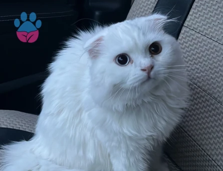 Scottish Longhair 9 aylık