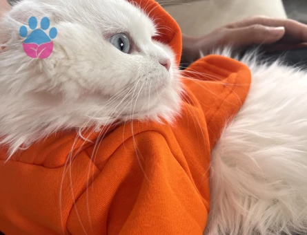 Scottish Longhair 9 aylık