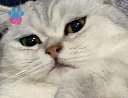 British Felixime Eş Arıyorum