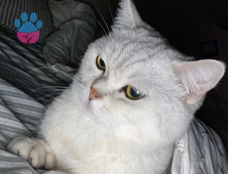 British Felixime Eş Arıyorum