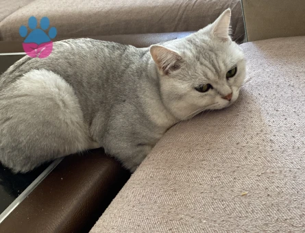 British Felixime Eş Arıyorum