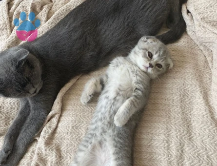Scottish Fold Kızıma sağlıklı bir eş arıyorum