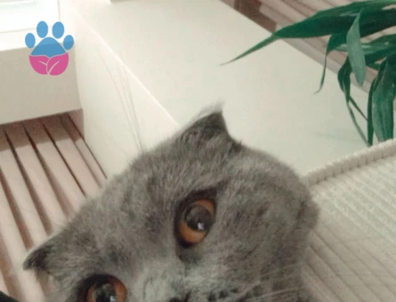 Scottish Fold Kızıma sağlıklı bir eş arıyorum