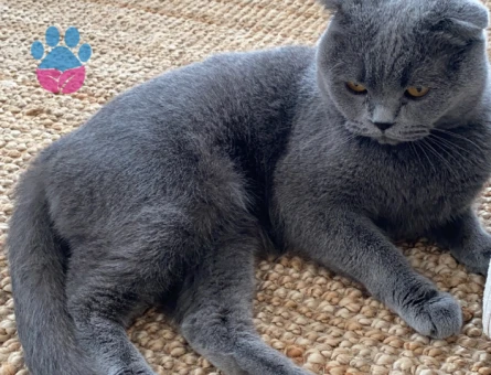 Scottish Fold Kızıma sağlıklı bir eş arıyorum