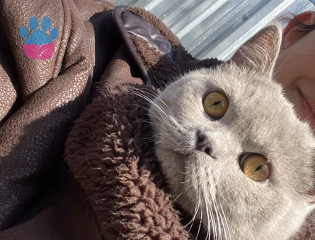 British Shorthair Oğluşuma eş arıyorum