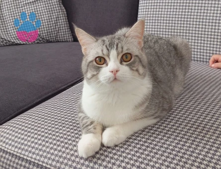 British Shorthair Yakışıklı eşini arıyor