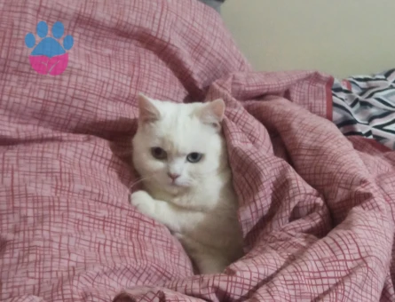 British Shorthair 2 Yaşında Kızımız Eş Arıyor