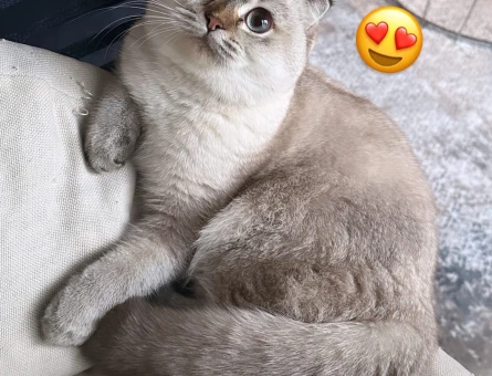 Scottish Fold Dişi Kedime Eş Arıyorum - 118969047