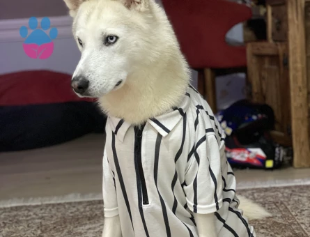 Husky Oğluma Eş Arıyorum