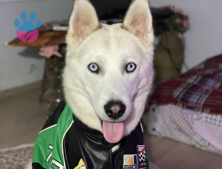 Husky Oğluma Eş Arıyorum