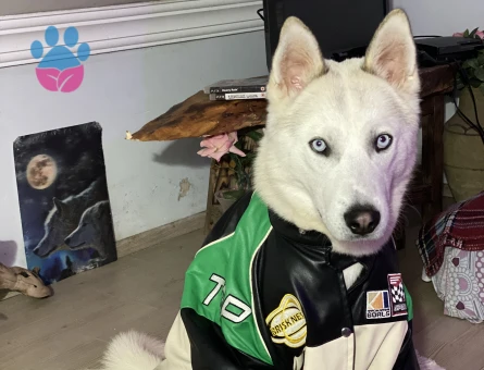 Husky Oğluma Eş Arıyorum