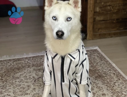 Husky Oğluma Eş Arıyorum