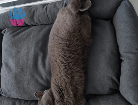 Organik British Shorthair Kızımız