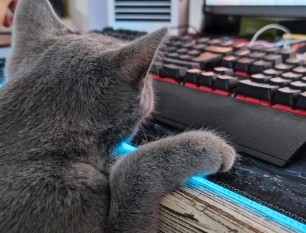Organik British Shorthair Kızımız - 118969057