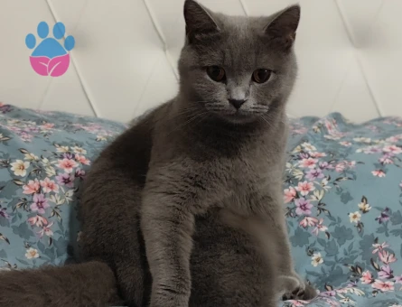 Organik British Shorthair Kızımız