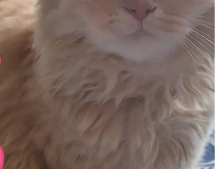 British Longhair Kedime Acil Eş Aranıyor - 118969059
