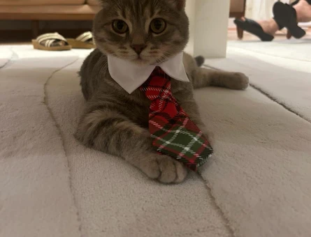 8 aylık erkek british shorthair oğlumuza eş arıyoruz - 118969060