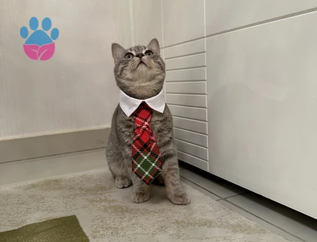 8 aylık erkek british shorthair oğlumuza eş arıyoruz