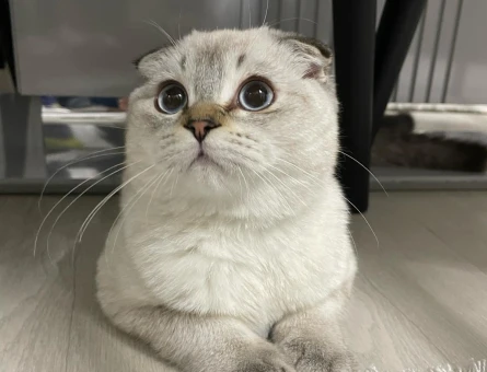 Scottish Fold Oğluma eş arıyorum - 118969065