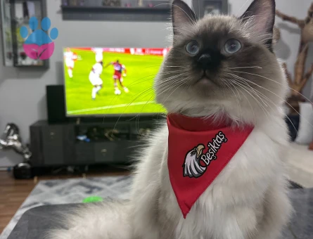 Ragdoll Oğlumuza Eş Arıyoruz