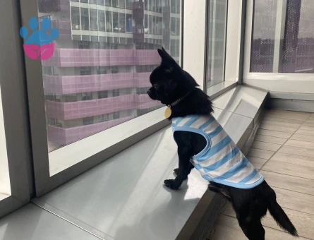 Oğlum Ollie’ye eş arıyorum.