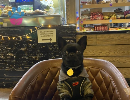 Oğlum Ollie’ye eş arıyorum.