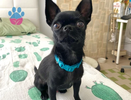 Oğlum Ollie’ye eş arıyorum.