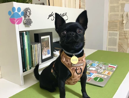 Oğlum Ollie’ye eş arıyorum.