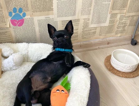 Oğlum Ollie’ye eş arıyorum.